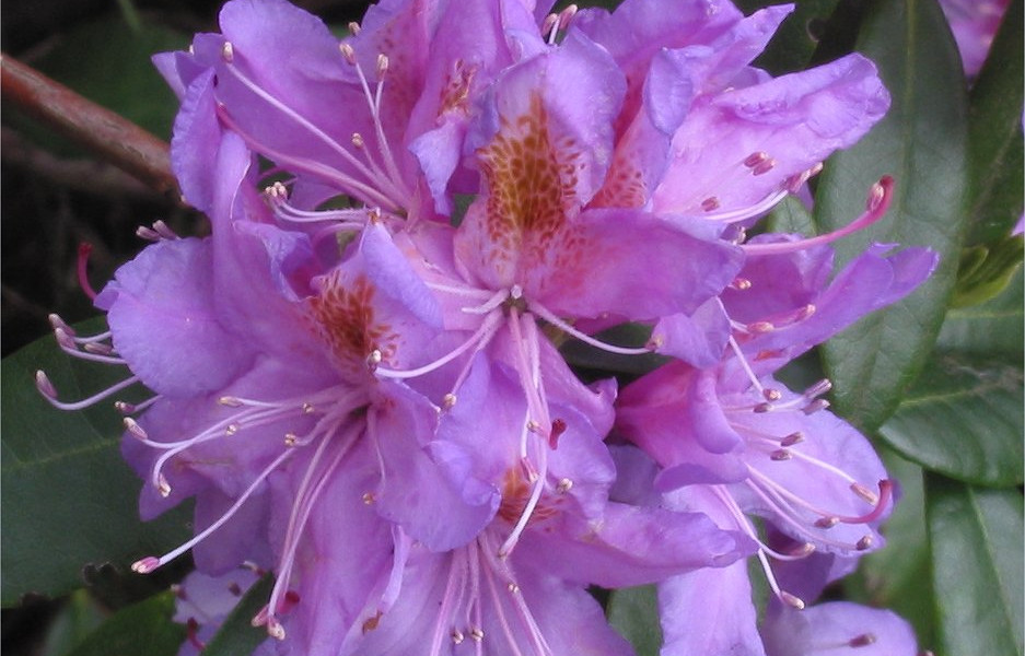 Rododendro ojaranzo 