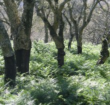 Sendero De las Corzas a Botafuegos