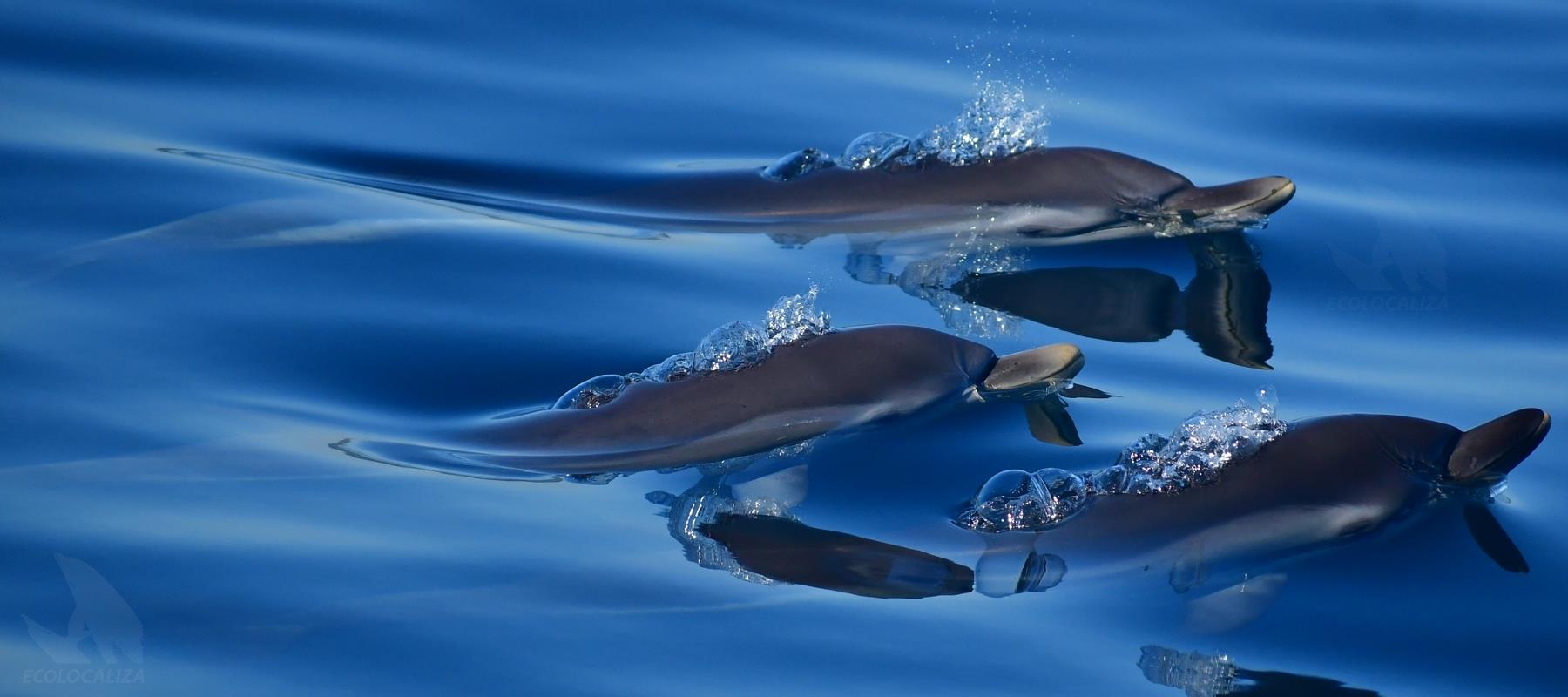 delfines ecolocaliza