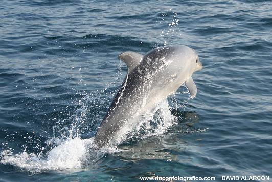 delfin mular1