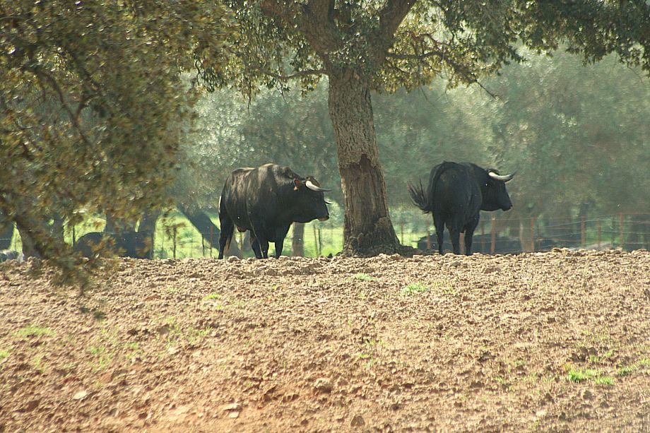 toros gaviras 3